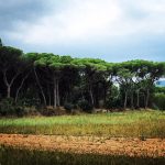 Landscape around Calella